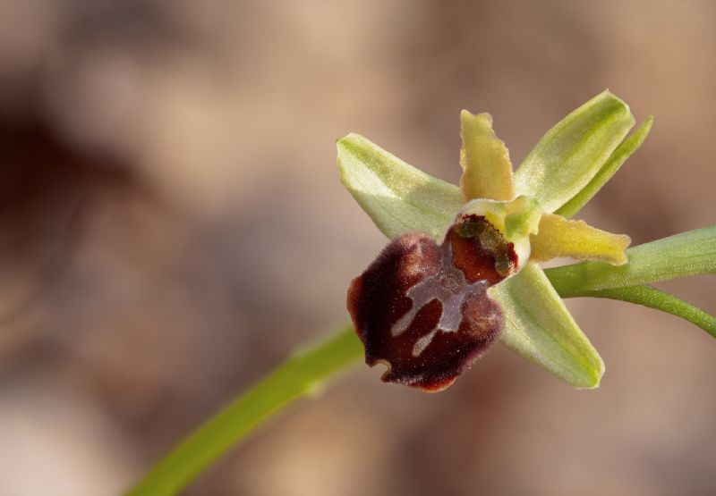 Ophrys della sezione Araniferae